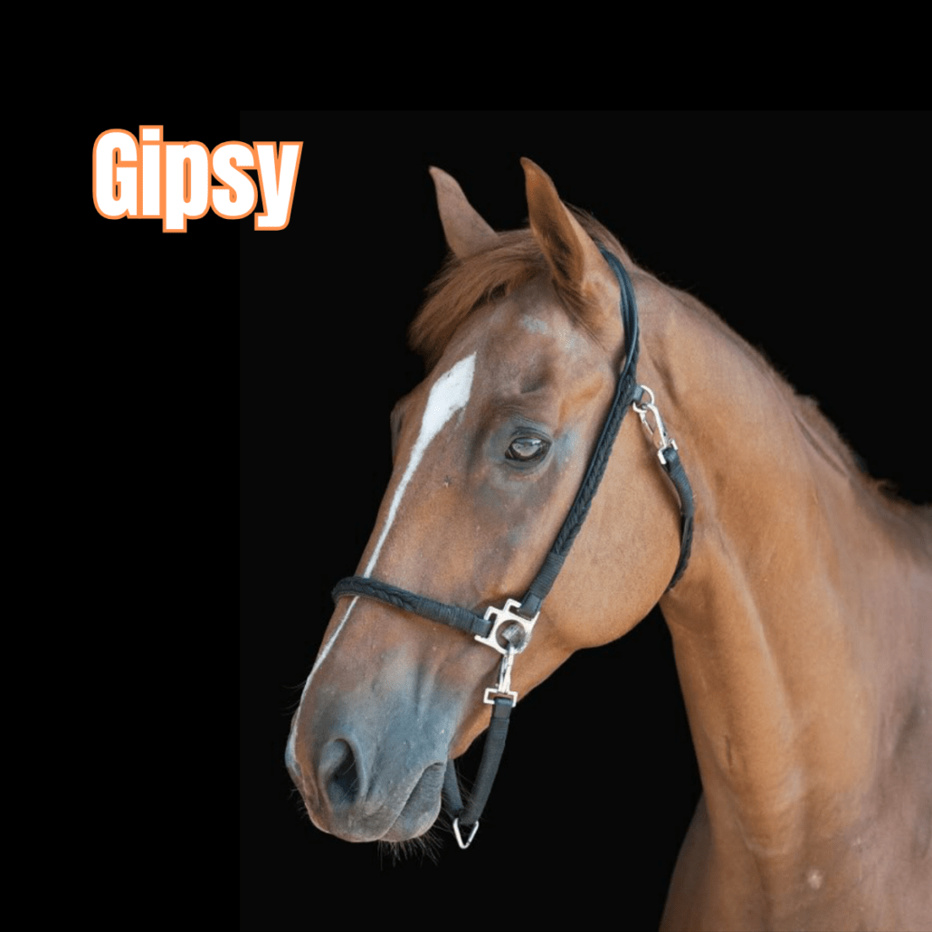 cheval alezan avec un licol noir