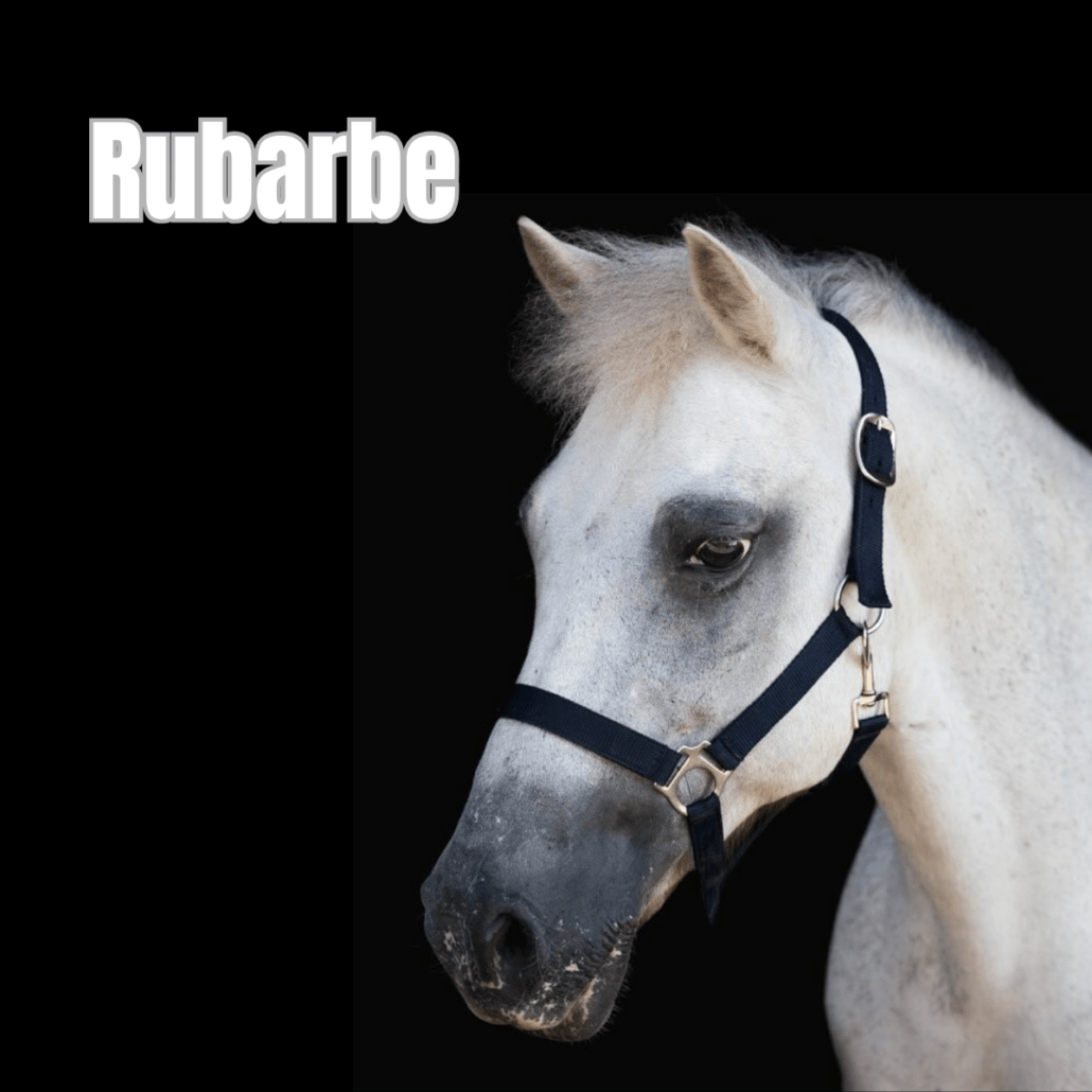 ponette grise avec un licol bleu foncé