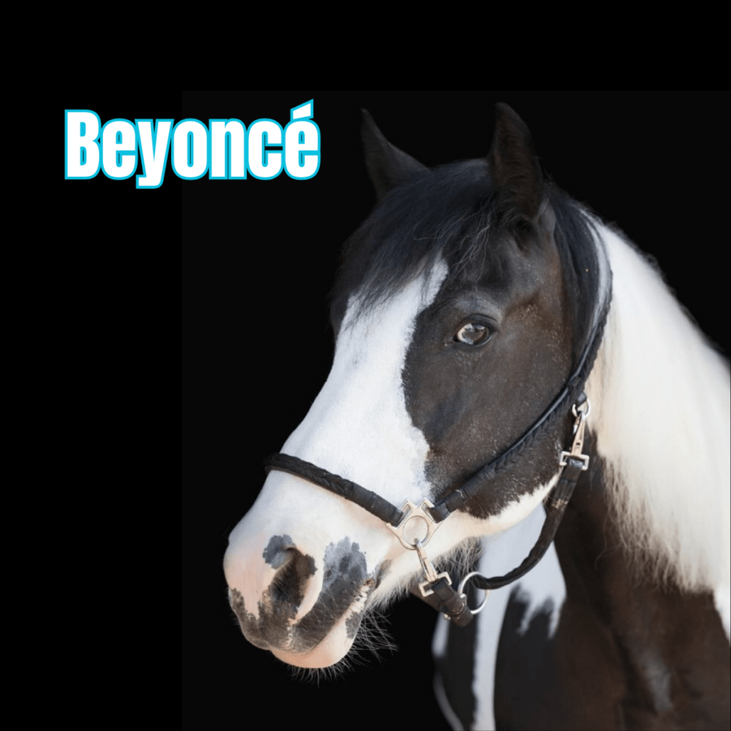 Irish cob pie noir avec les yeux bleu et un licol noir