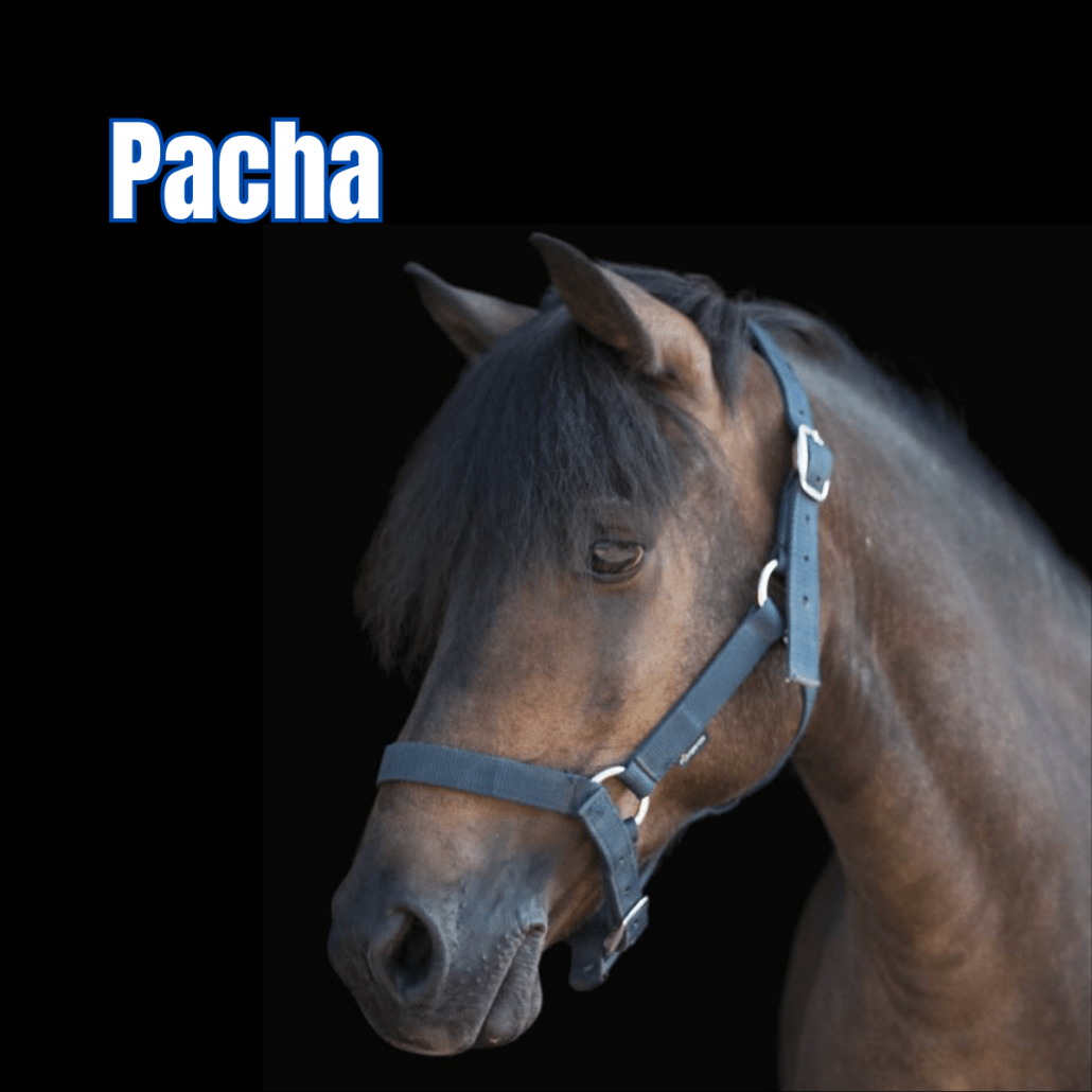 poney noir pangaré avec un licol bleu