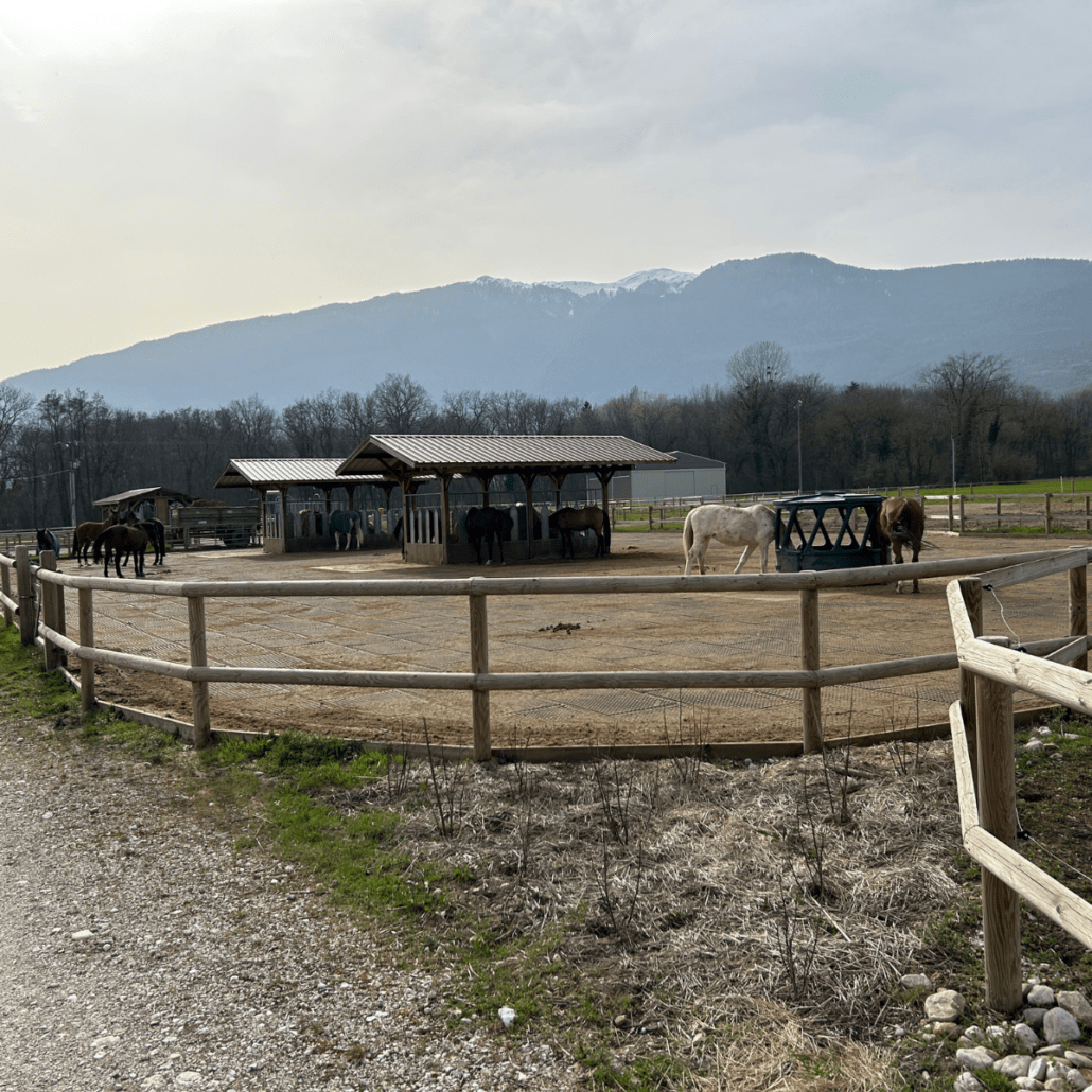 chevaux dans l'écurie active qui mangent du foin