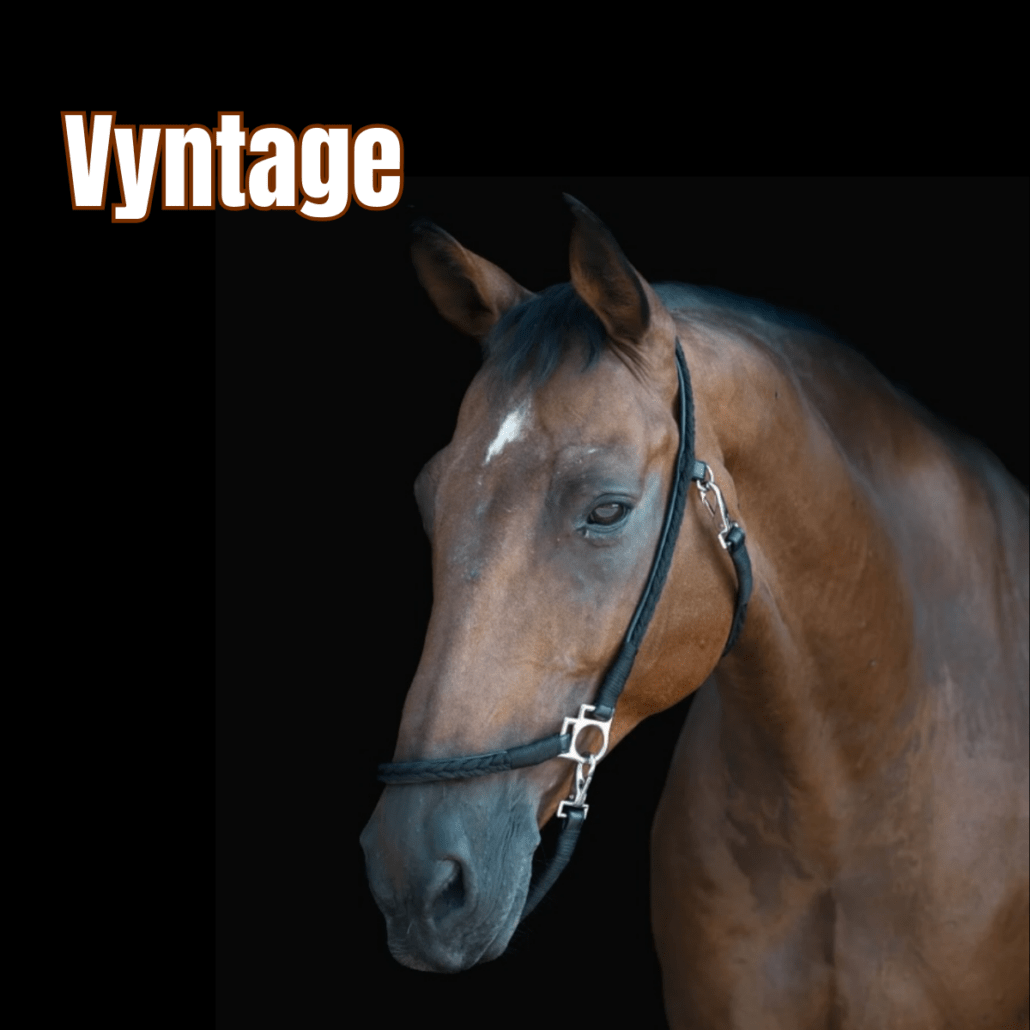 cheval bai avec un licol noir