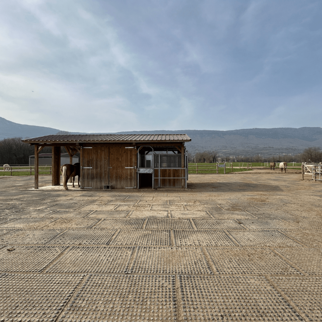 chevaux dans l'écurie active qui marchent et mangent du foin