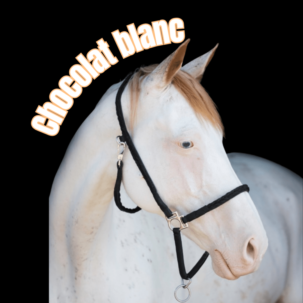 cheval blanc avec un licol noir