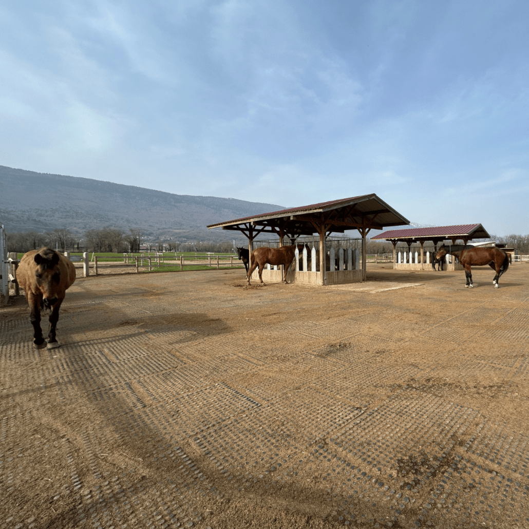 chevaux dans l'écurie active qui marchent et mangent du foin