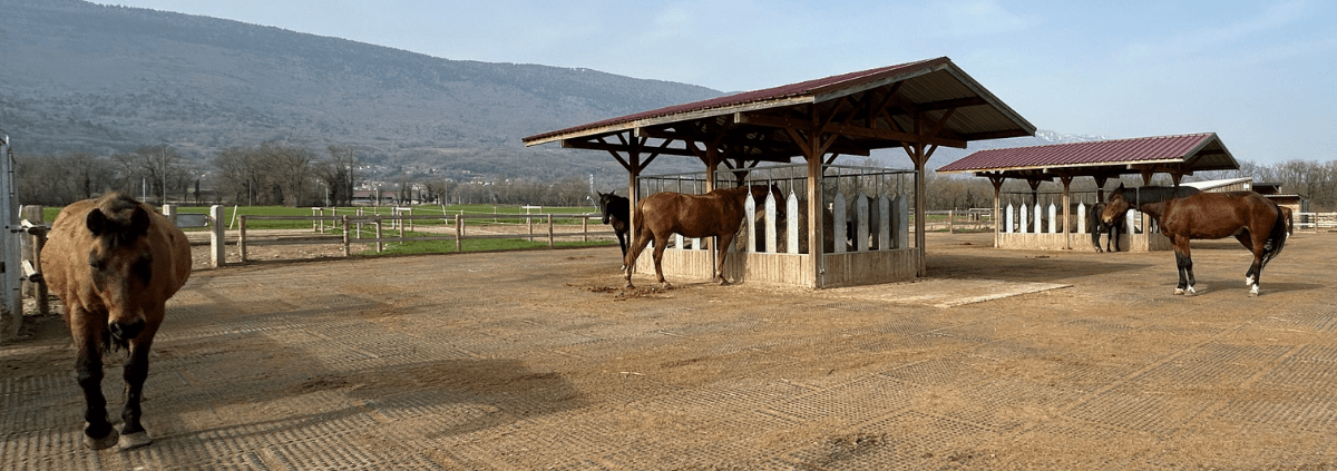 chevaux dans l'écurie active qui marchent et mangent du foin