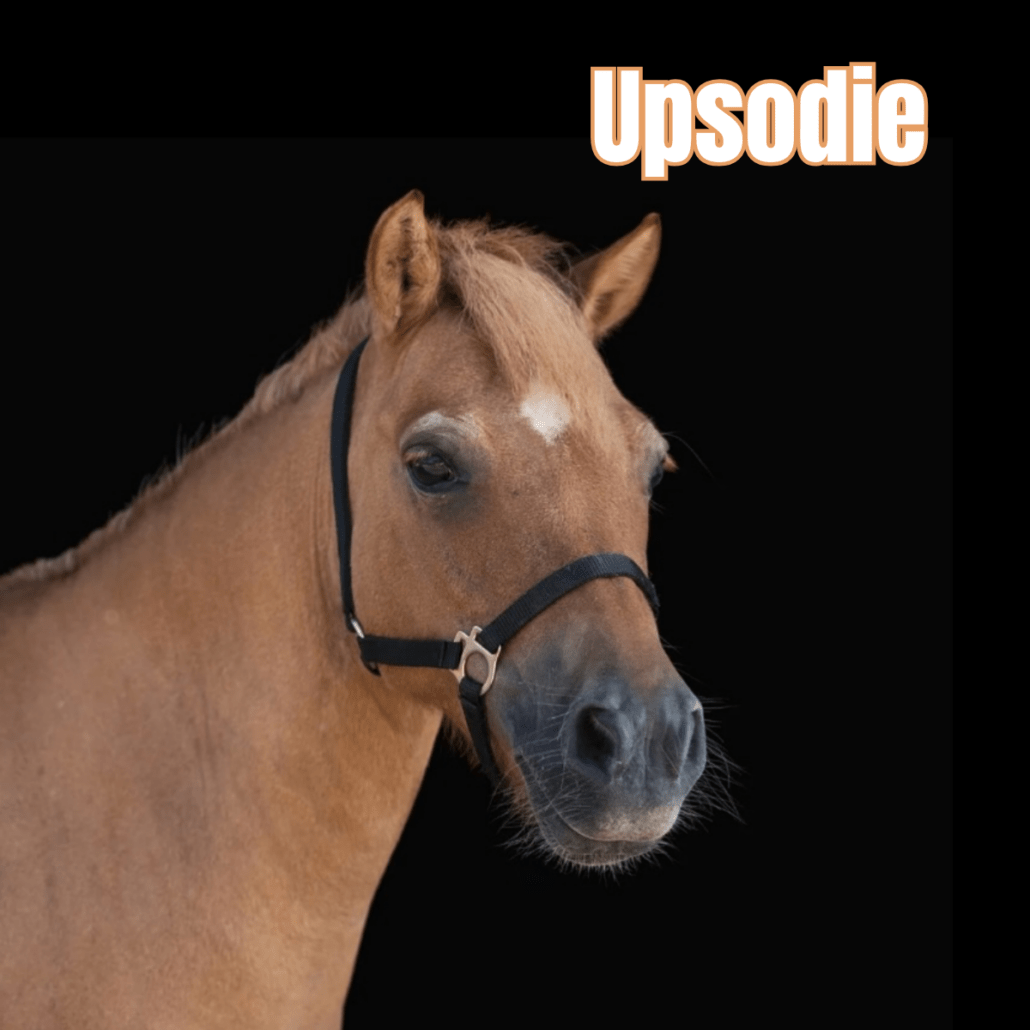 shetland alezan avec un licol noir