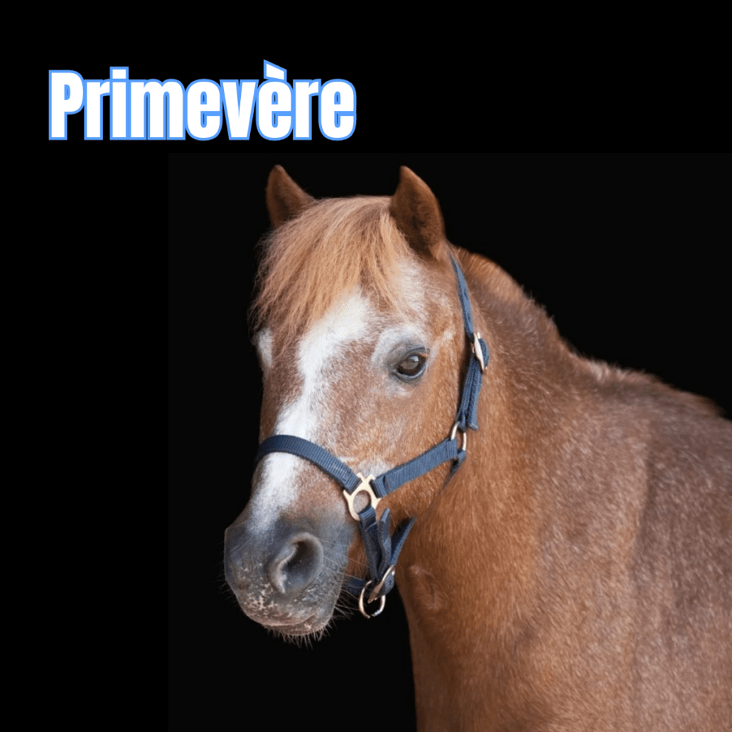 poney alezan avec un licol bleu