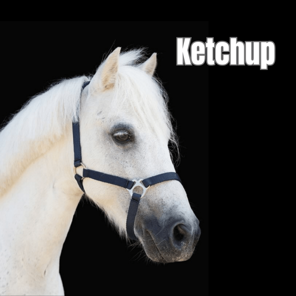 shetland gris avec un licol bleu foncé