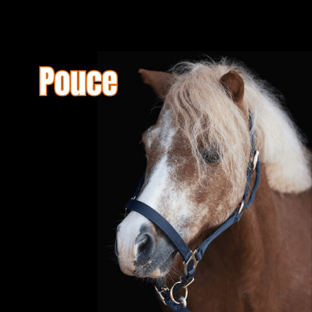 shetland alezan avec un licol bleu