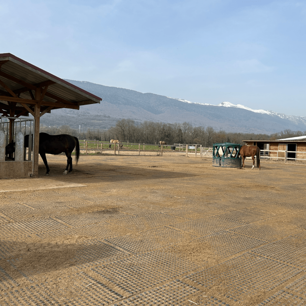 chevaux qui mangent du foin dans l'écurie active