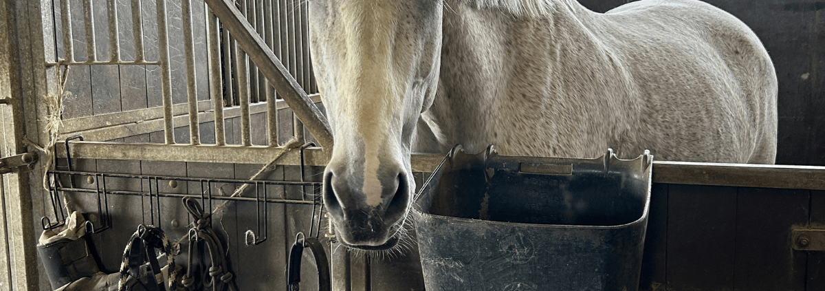 cheval gris dans un box