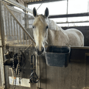 cheval gris dans un box