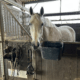 cheval gris dans un box