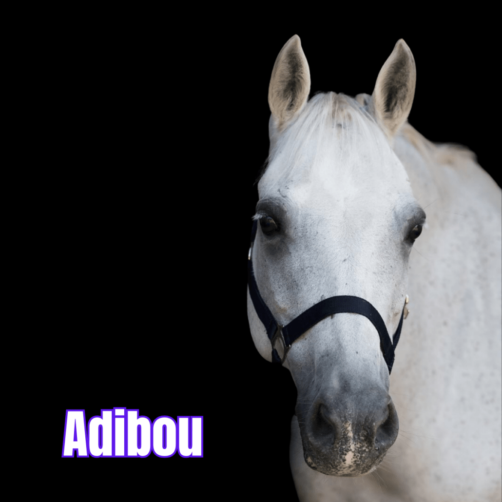 poney gris avec un licol noir