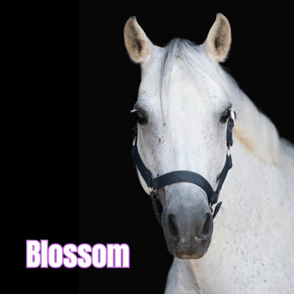 ponette grise avec un licol bleu foncé