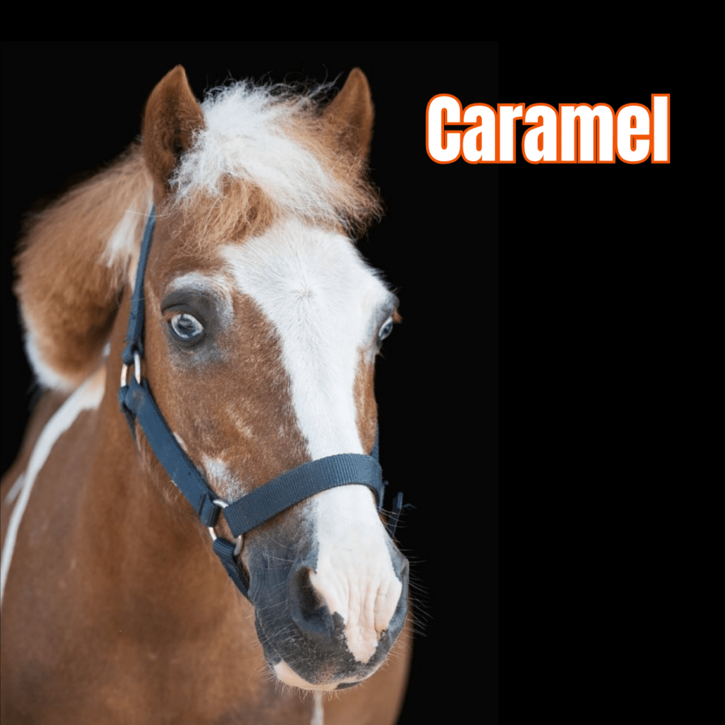 poney pie alezan avec un licol bleu