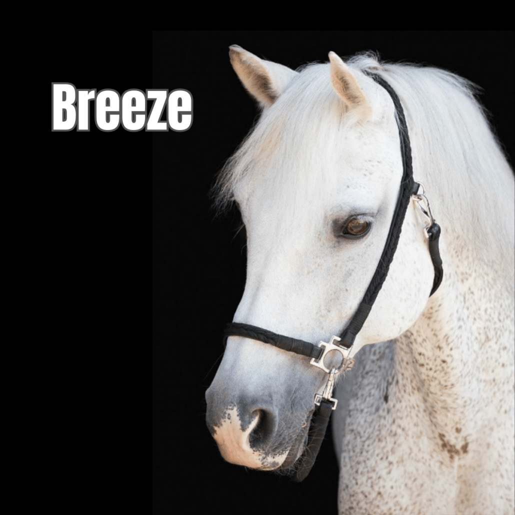 cheval gris avec un licol noir