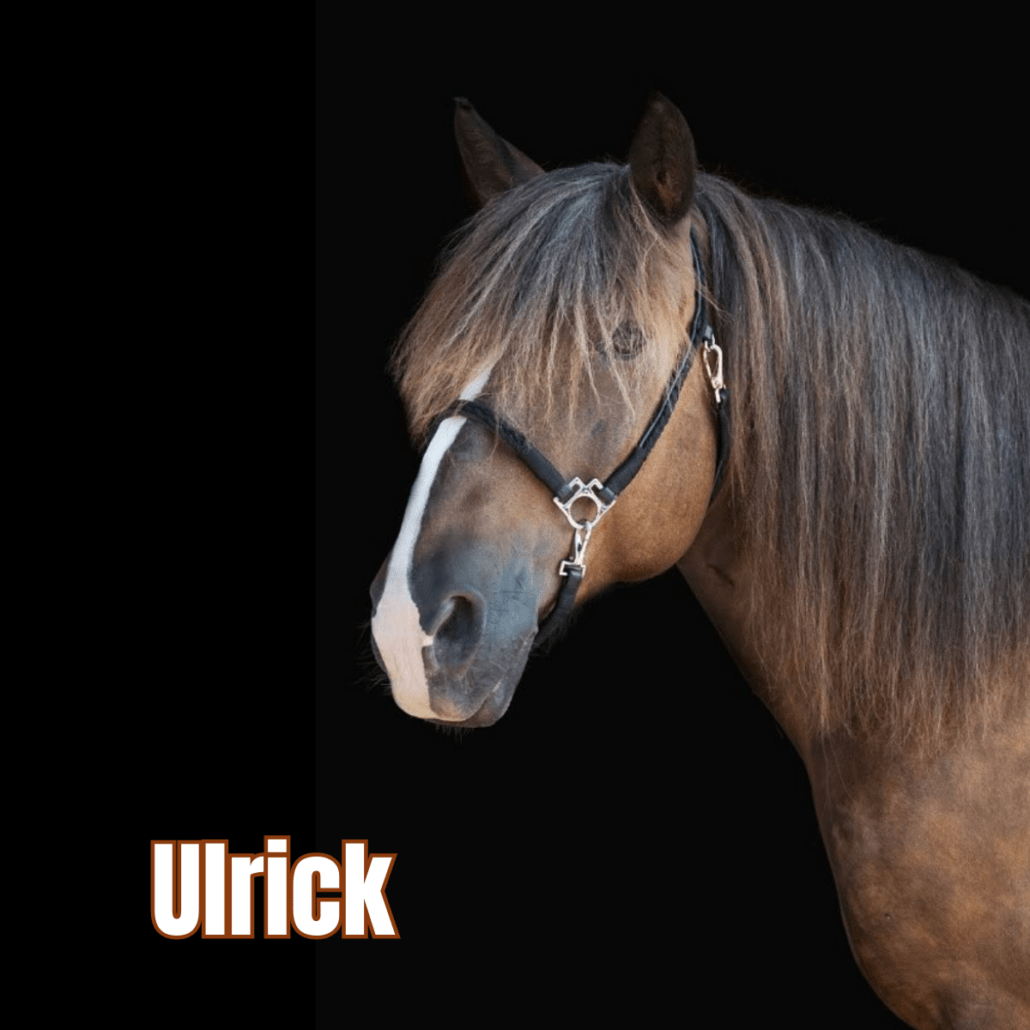 Irish cob alezan avec un licol noir