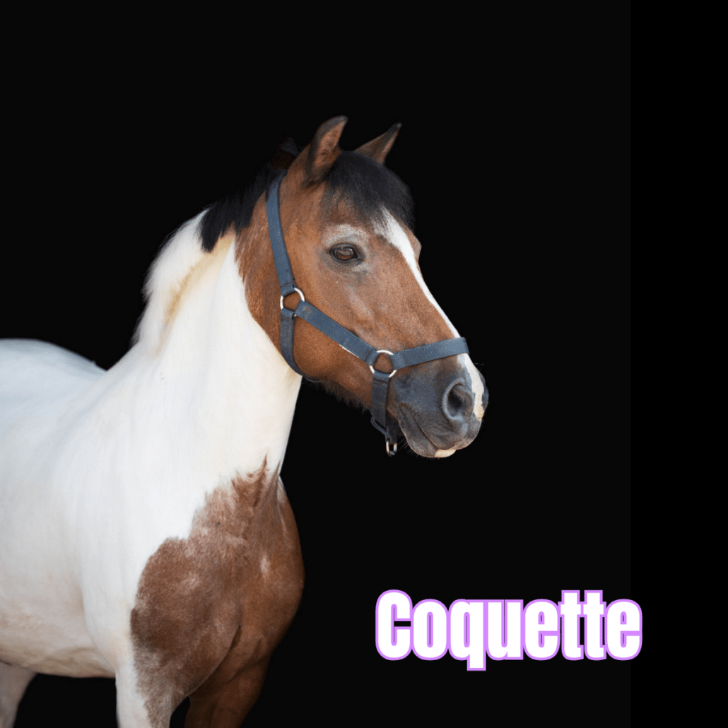 ponette pie bai avec un licol bleu