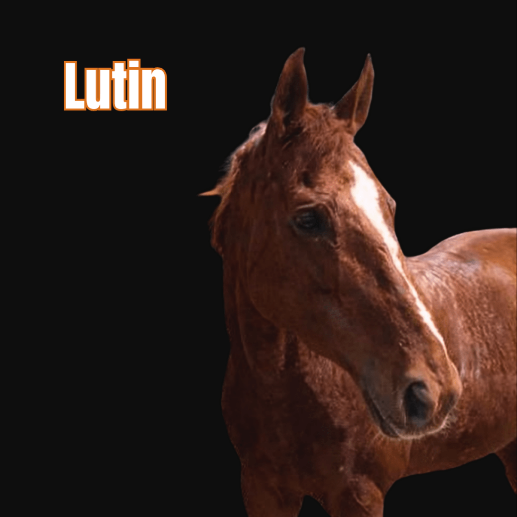 cheval alezan avec une liste blanche et le poil frisé