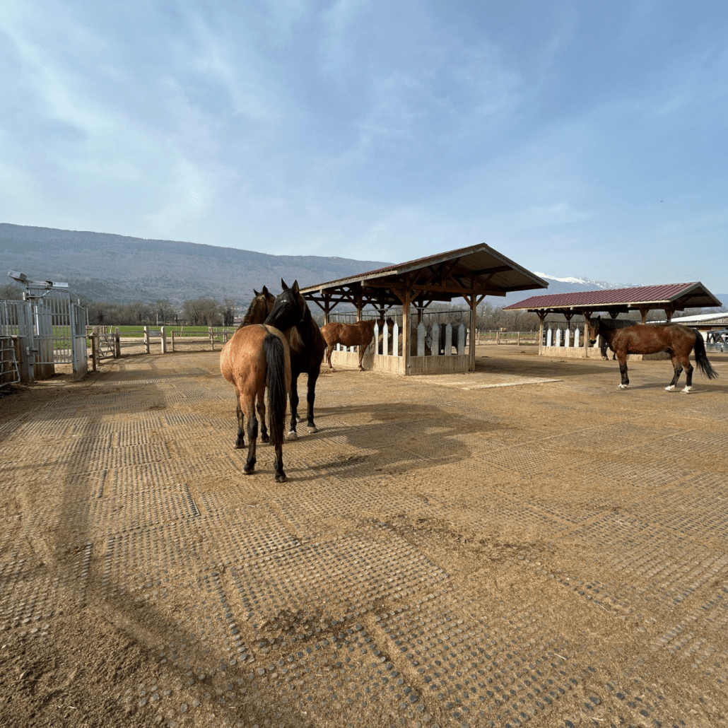 chevaux qui se grattent et chevaux qui mangent du foin dans l'écurie active