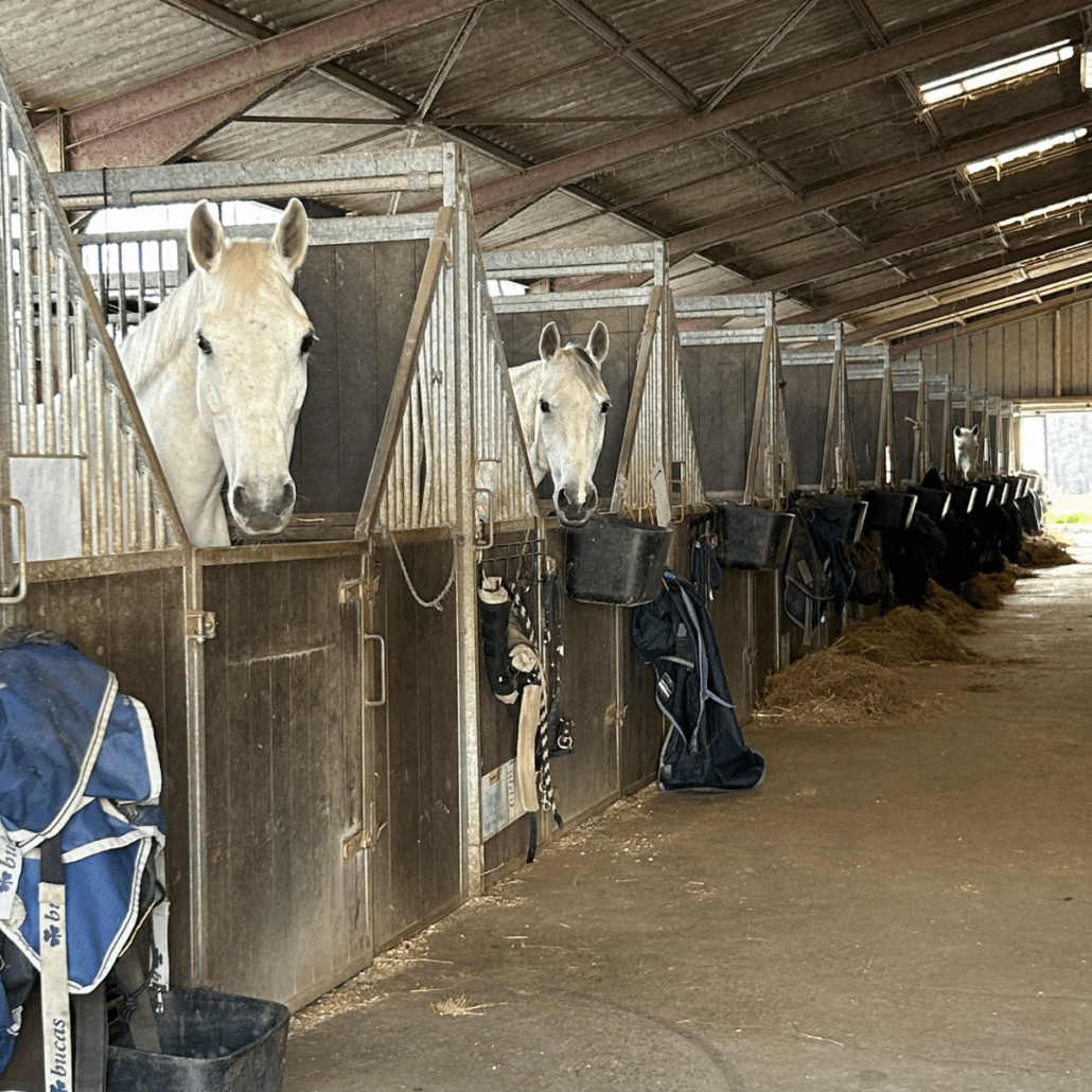 box pour cheval avec deux chevaux gris