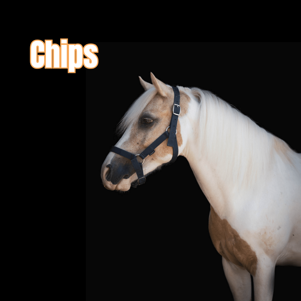 poney pie palomino avec un licol noir