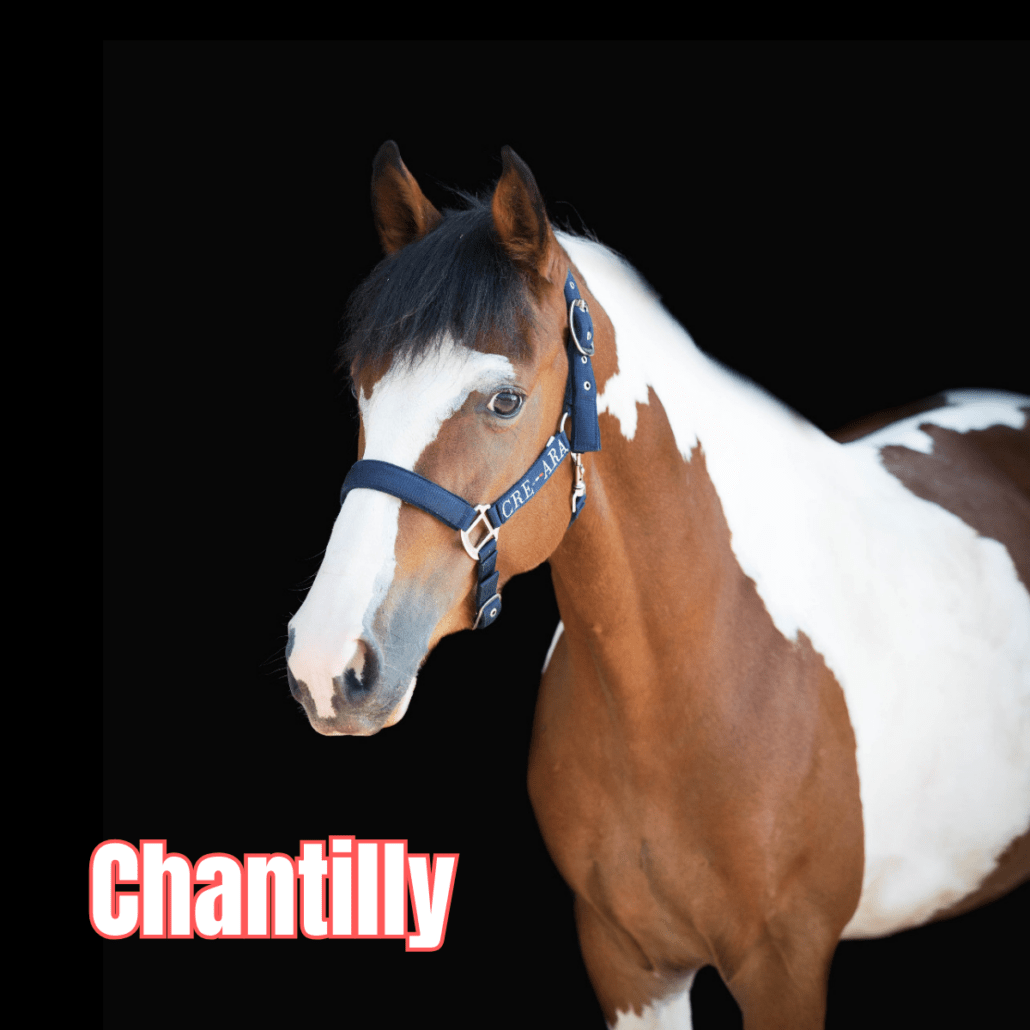 cheval pie bai avec un licol bleu