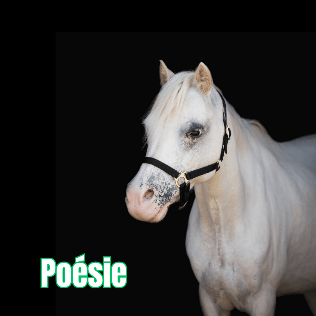 poney gris avec un licol noir