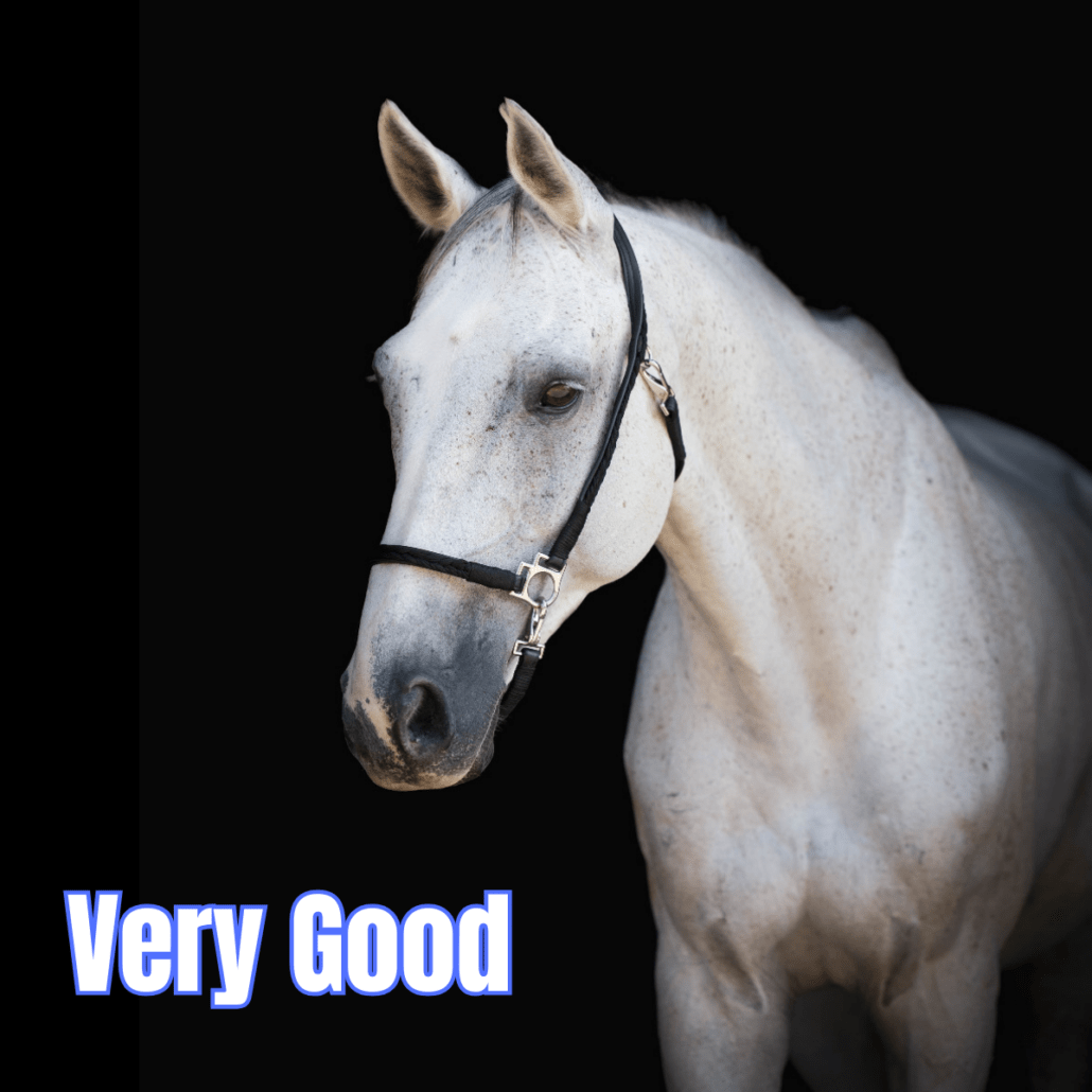 cheval gris avec un licol noir