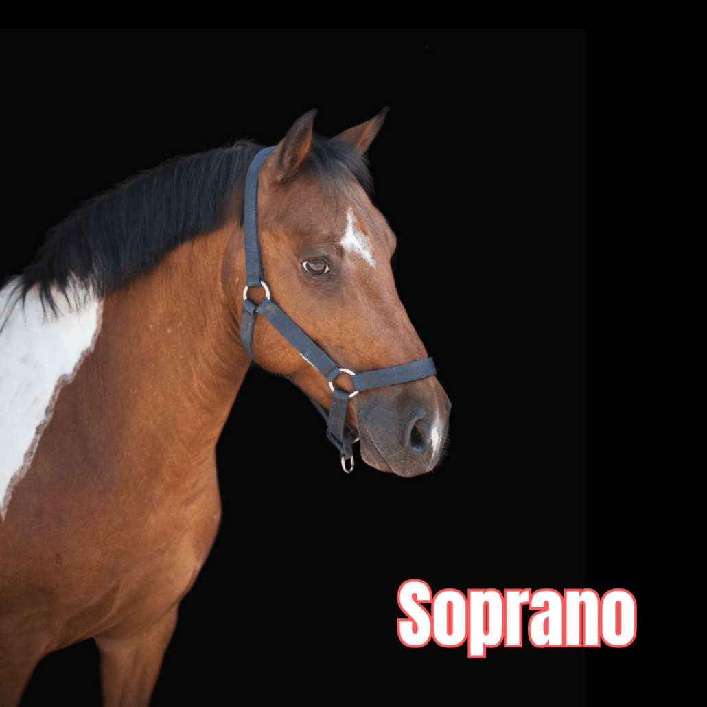 poney pie bai avec un licol bleu