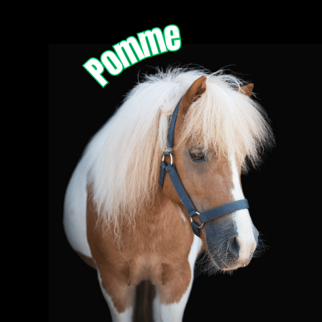 poney pie alezan avec un licol bleu