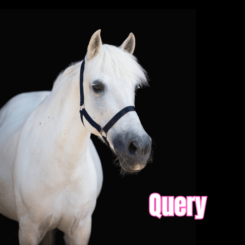 ponette grise avec un licol noir nommée query