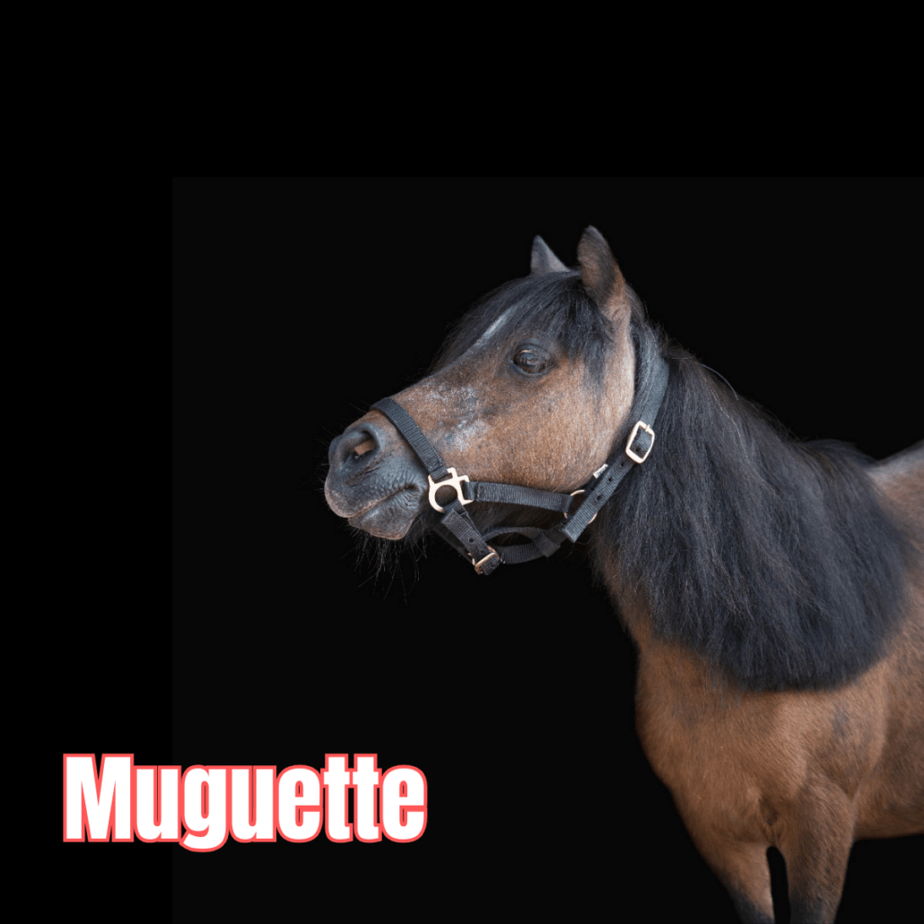 petit poney bai avec un licol noir nommé Muguette