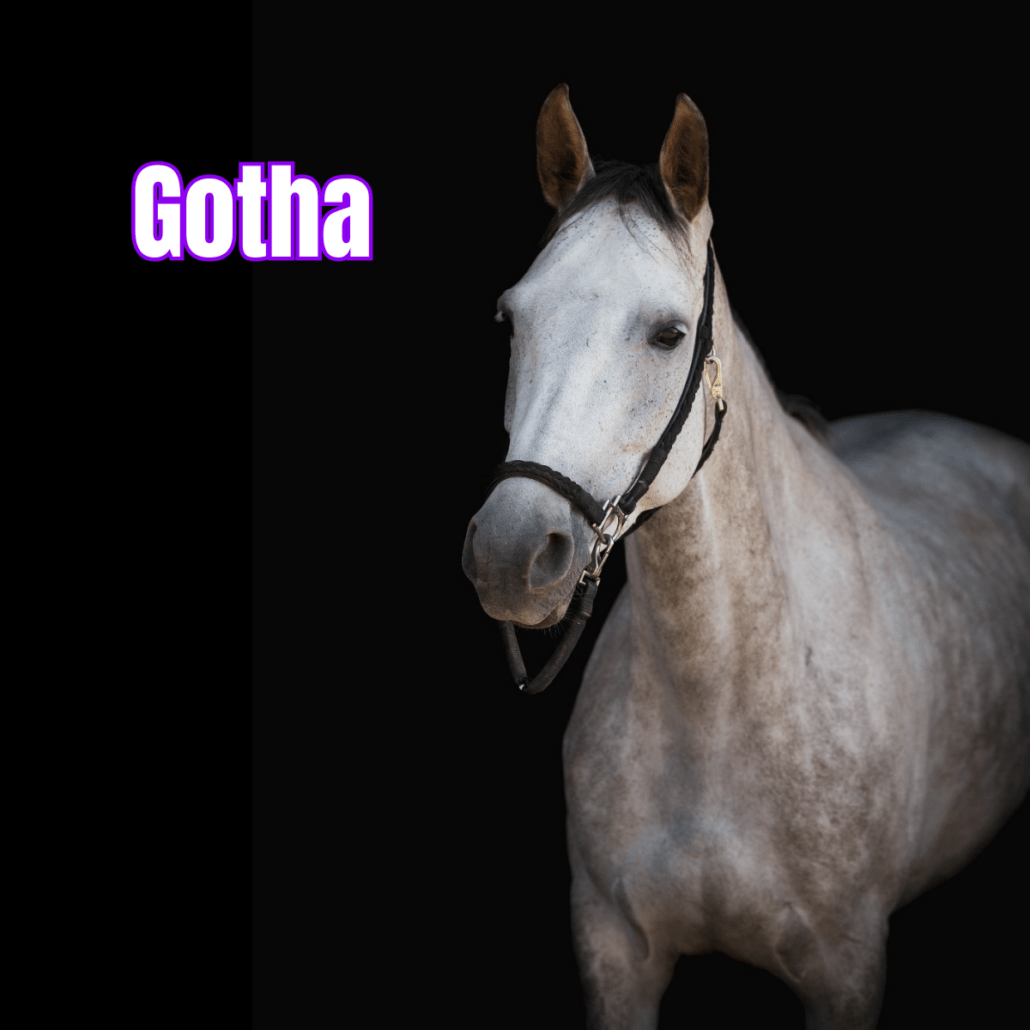 jument grise avec un licol noir nommée Gotha