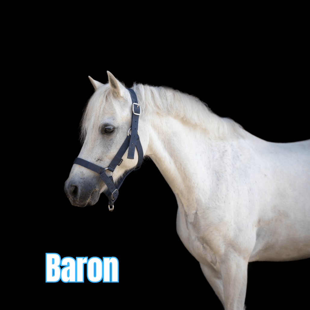 poney gris avec un licol bleu nommé baron