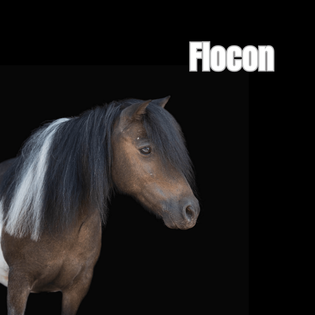 poney pie bai nommé flocon