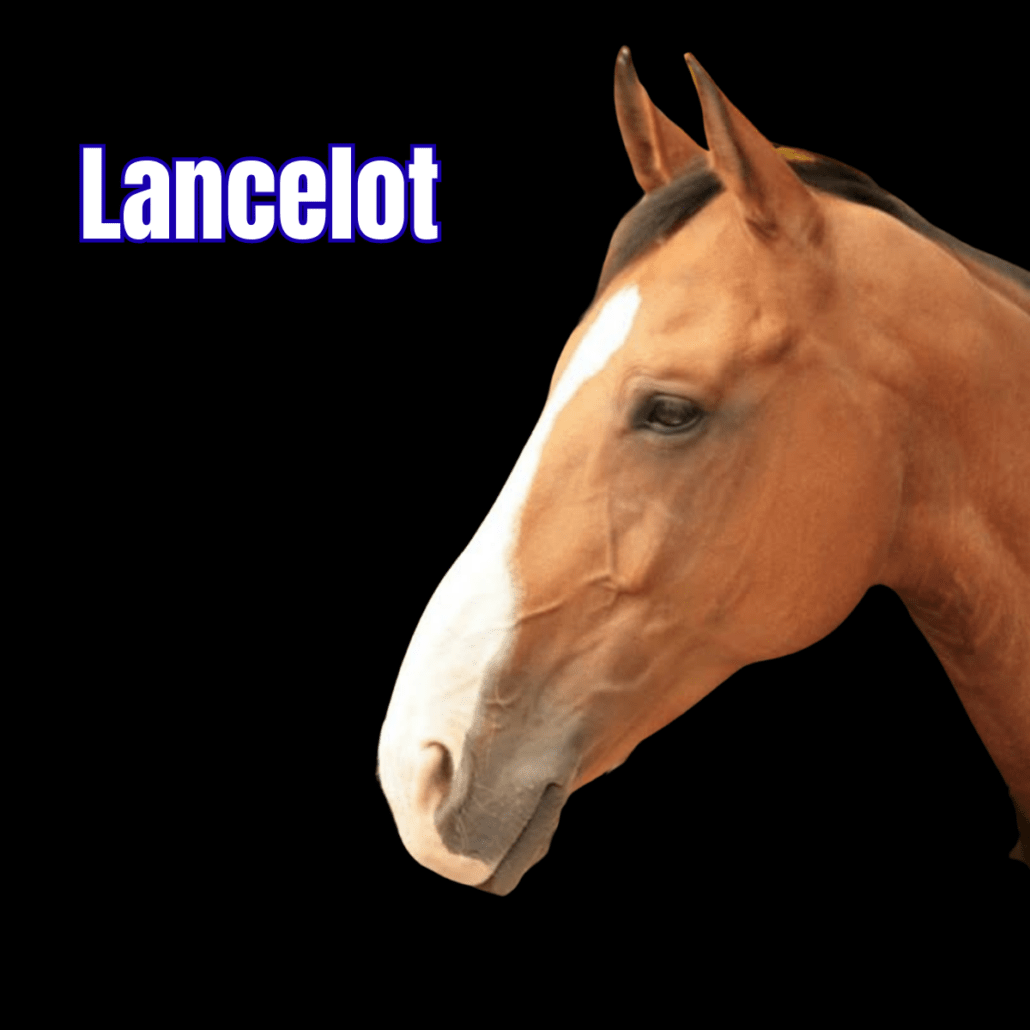 cheval bai avec une liste blanche