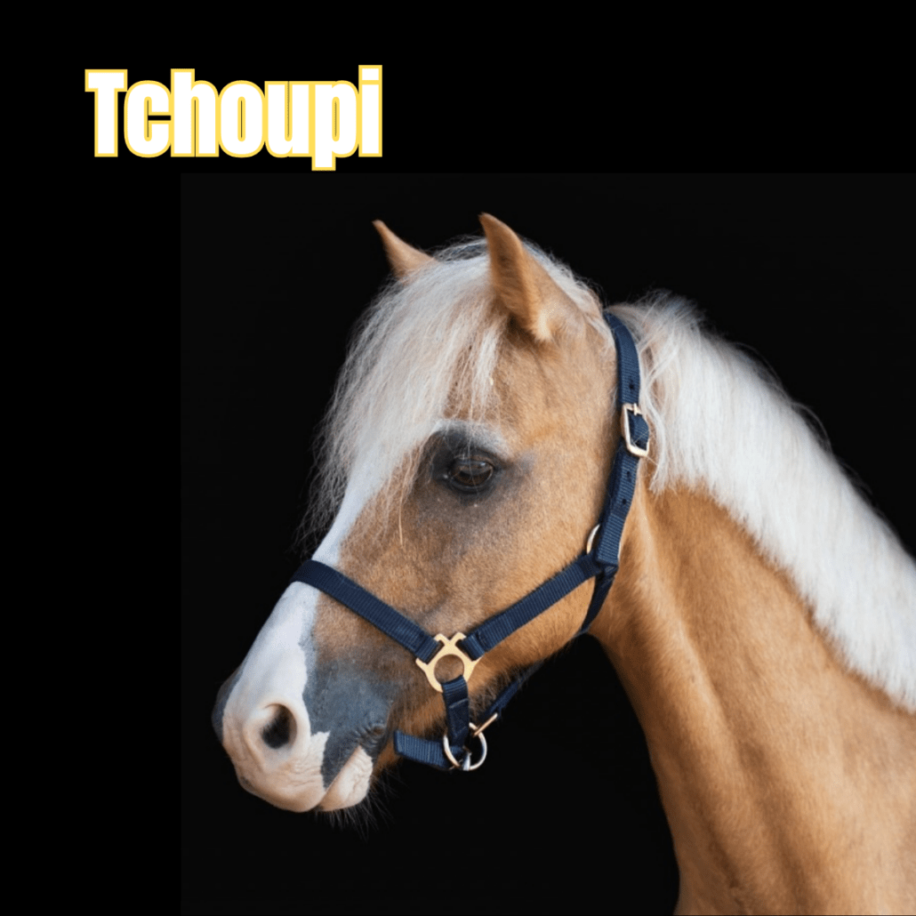 poney palomino avec un licol bleu