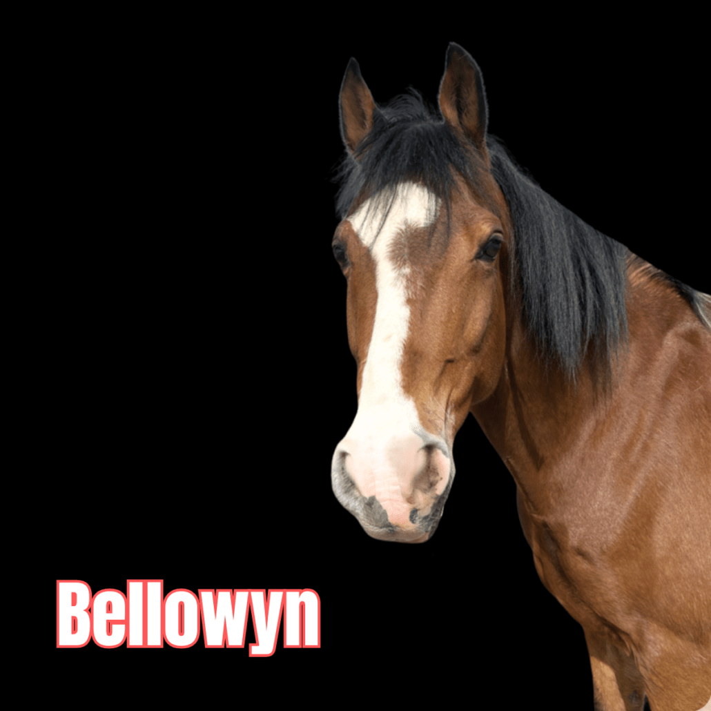 cheval bai avec une liste blanche et des crins noirs nommé Bellowyn