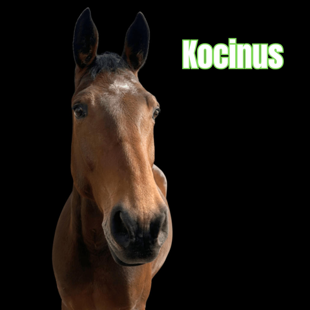 cheval bai avec une étoile sur le haut de la tête nommé Kocinus
