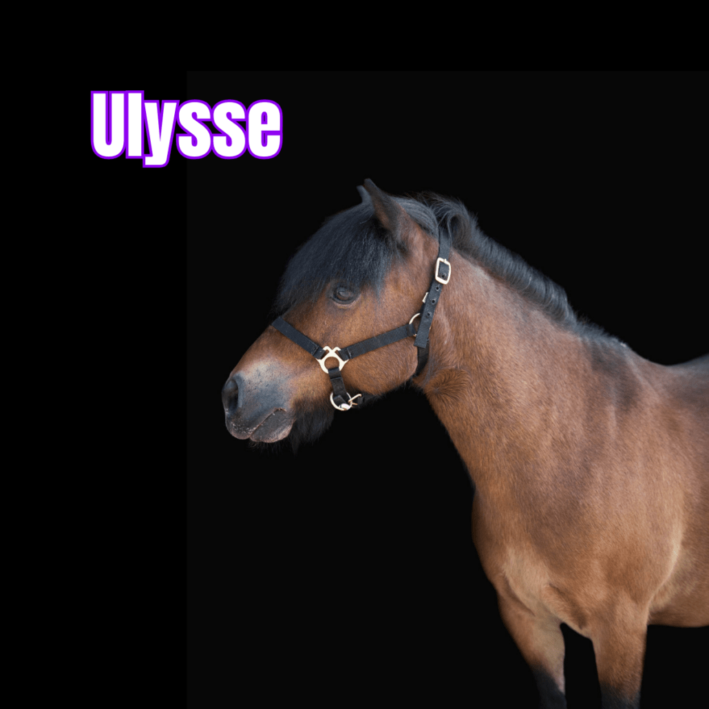 poney bai avec un licol noir