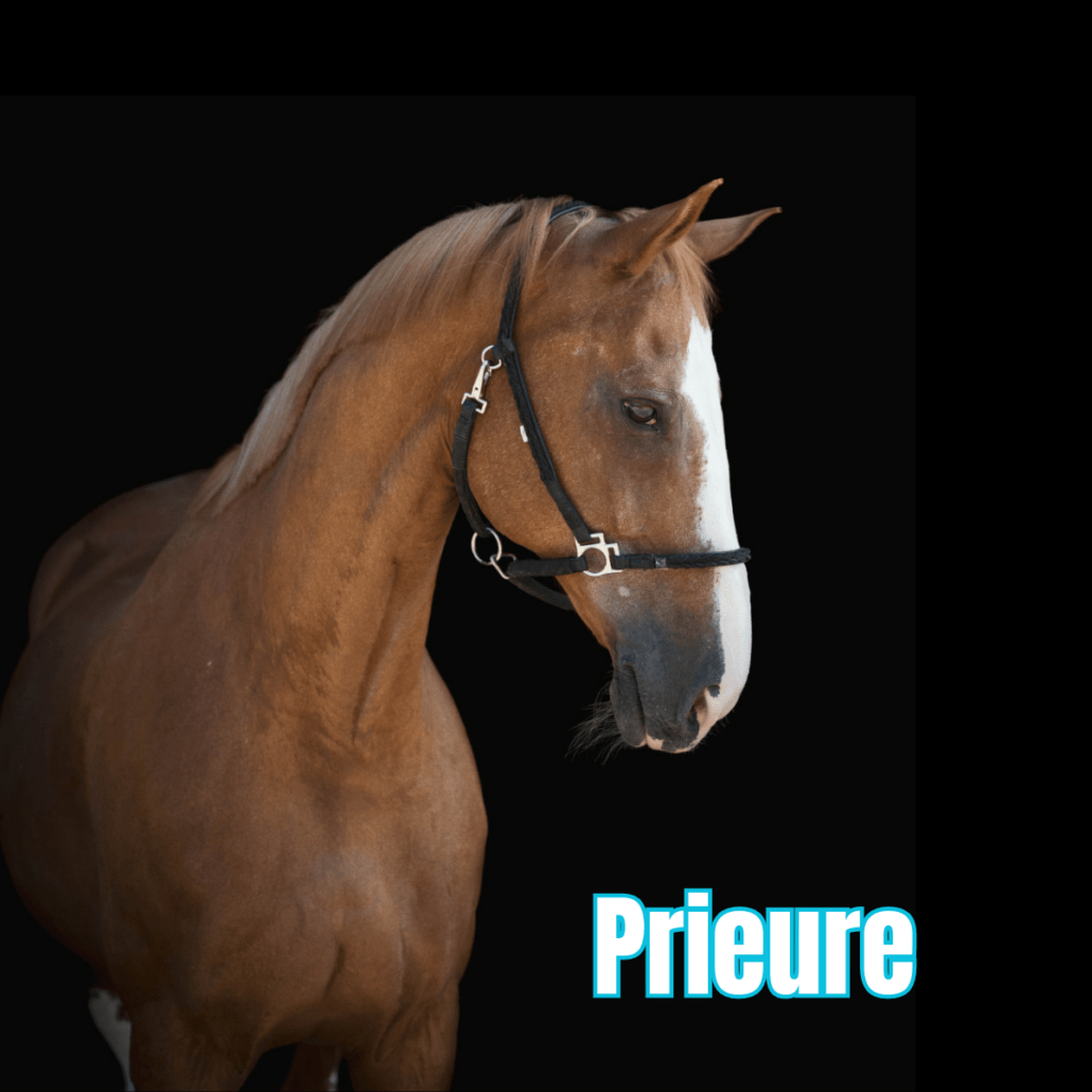 cheval alezan crins lavés avec une grande liste blanche et un licol noir nommé prieure